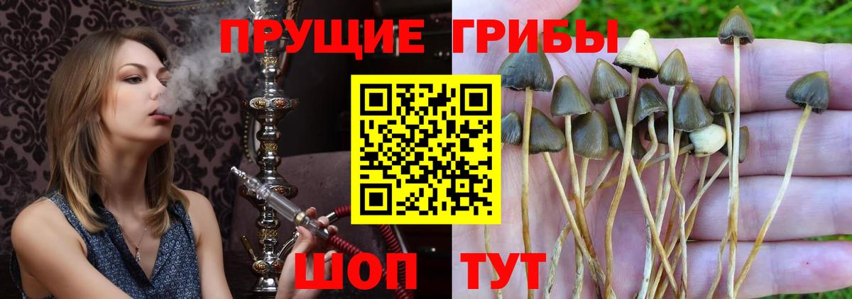 Галлюциногенные грибы ЛСД  наркота  Вход с VPN  Геленджик  Псилоцибиновые грибы MAGIC MUSHROOMS 